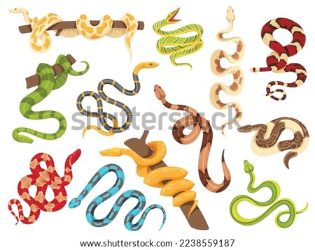 Tropical snakes. Exotic viper, python on tree branch and terrarium snake. isolated serpent vector Illustration set. Different colorful poisonous species, african characters, zoology