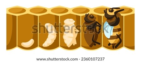 Cartoon bee life cycle. Development process from bee egg, larvae, pupation stage to emerging bee vector illustration. Metamorphosis in honeycomb, growing insect progress, evolution