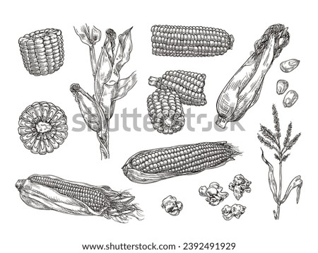 Similar – Image, Stock Photo Corn seeds and a glass jar container on a grey background