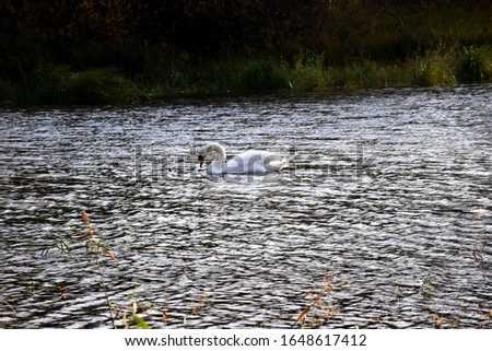 Similar – Image, Stock Photo loner Love of animals