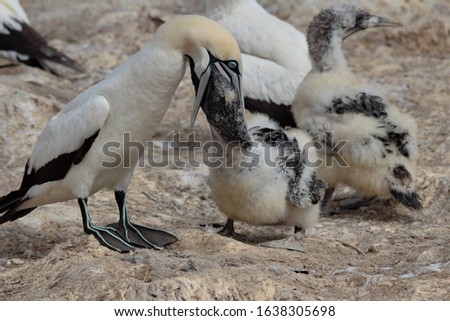 Similar – Image, Stock Photo Young gannet Environment