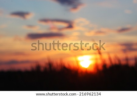 Blurry nature background: sunset through the field grass.
