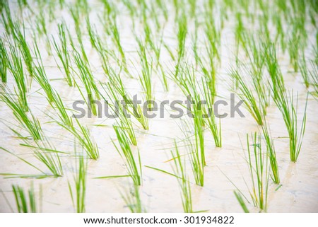 rice seedlings in the rice farm Thailand