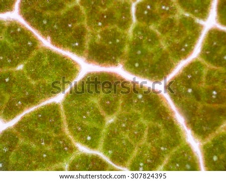 micrograph of green leaf with breathing cells stomata