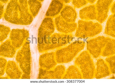 Blurred plant cells under microscope.