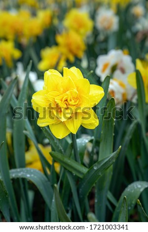 Narcissus, Daffodil Golden Ducat (Narcissus, Amarylli daeceae), flowers in spring after rain. Close up. Photo stock © 