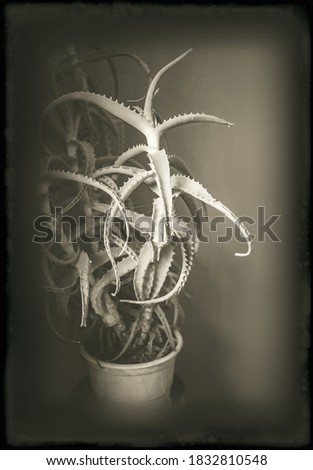 Vintage style  photo with Aloe vera plant in the pot. Close view.  Stock fotó © 