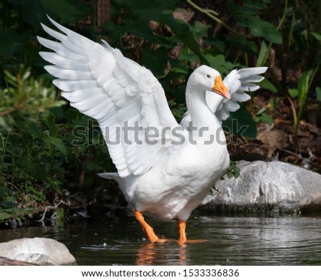 Similar – Image, Stock Photo a white goose flaps its wings