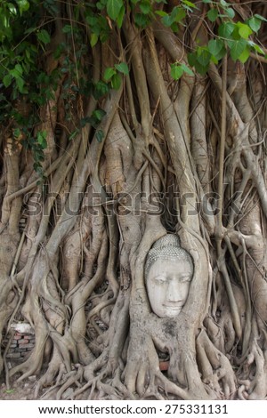 Head of Buddha statue covered by the tree roots at Mahathat Temple, Ayutthaya, Thailand.
