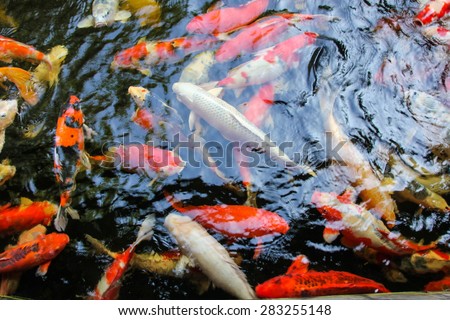 Koi (Carp) fish swimming in the pond