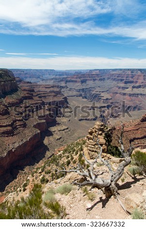View of the Grand Canyon of Colorado, with a blue sky and a background that is lost to the remoteness and low dry trees in the foreground