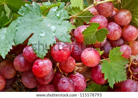fresh ripe red grape
