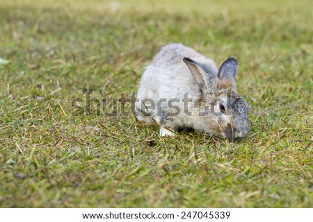 An alert cottontail rabbit pauses in the dried grass ready to run from danger.