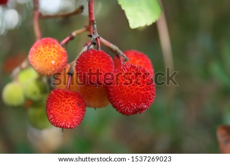 Arbutus unendo. Strawberry tree. Fruits. Foto d'archivio © 