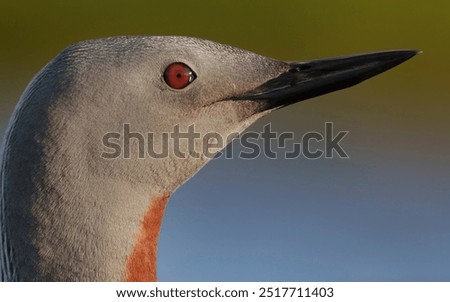 Similar – Foto Bild Rotkehlchen Portrait