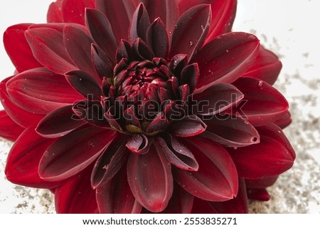 Similar – Image, Stock Photo Dark red dahlia flower on canvas background