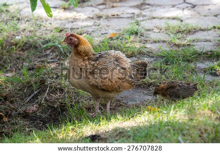 This is a photo of hen and chick.