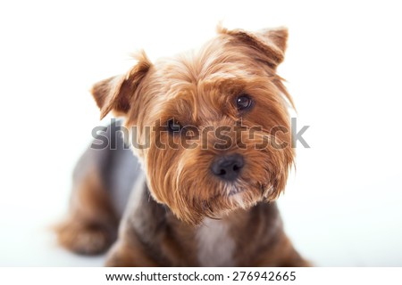 Cute dog lies on white background. Yorkshire Terrier