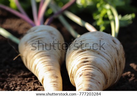 Similar – Image, Stock Photo Parsnips pastinake