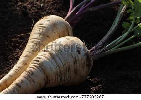 Similar – Image, Stock Photo Parsnips pastinake