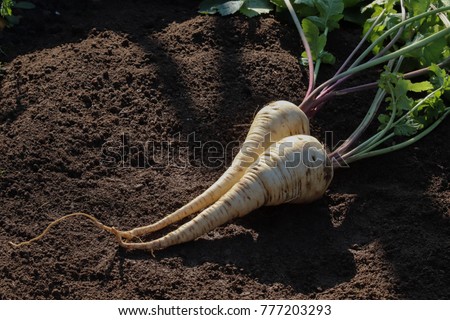 Similar – Image, Stock Photo Parsnips pastinake