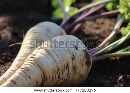 Similar – Image, Stock Photo Parsnips pastinake