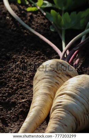 Similar – Image, Stock Photo Parsnips pastinake