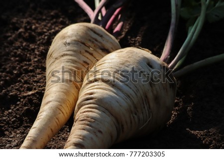 Similar – Image, Stock Photo Parsnips pastinake