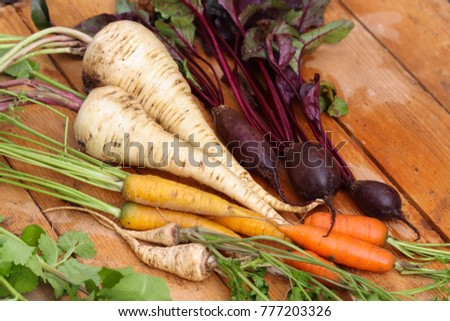 Similar – Image, Stock Photo Parsnips pastinake