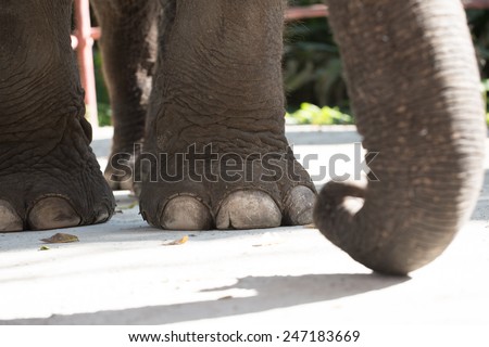 Big elephant foot