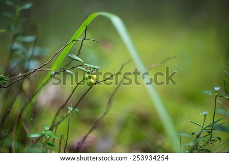 Green plants for your design photo for you