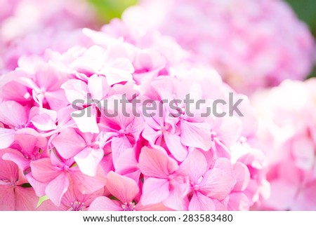 Floral postcard for your design photo for you