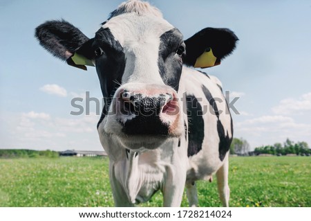 cow on the background of sky and green grass.