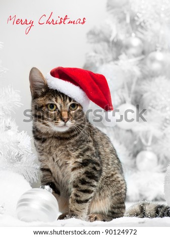 Christmas cat in red santa's hat  near christmas tree