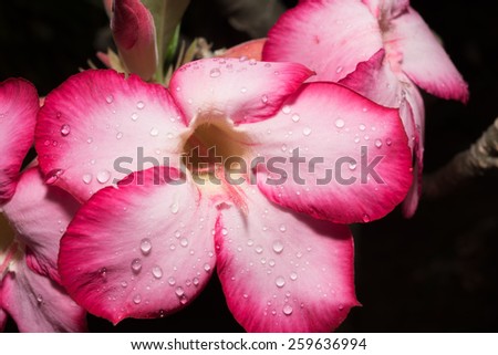 Pink Flower, Adenium obesum tree, Desert Rose, Impala Lily, Mock Azalea