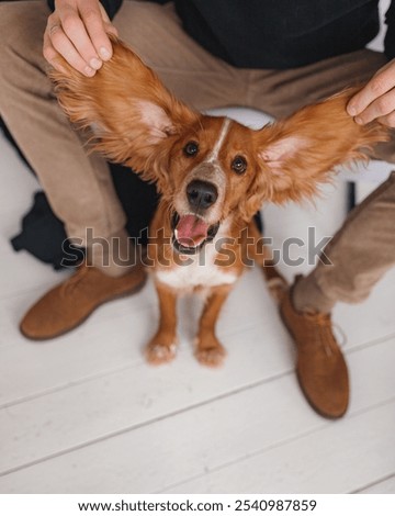 Similar – Image, Stock Photo Man with huge dog on street