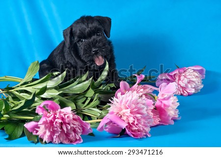 Miniature Schnauzer puppy sitting among flowers