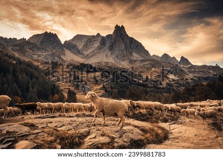 Similar – Image, Stock Photo Flock of sheep walking on road in mountainous valley