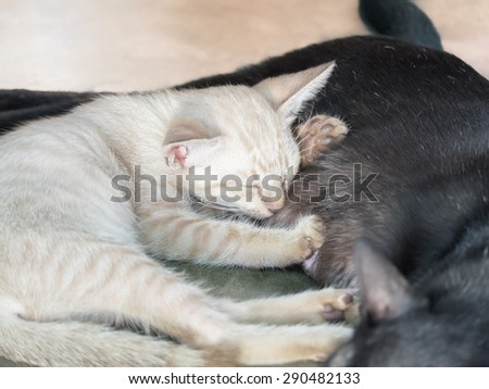 Little white kitten cute hug mom black cat bright softness feeling warm