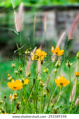 Cosmos flower bloom plant shine sweet colorful sunshine beautiful in garden country background