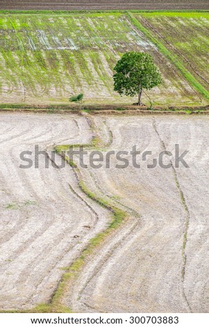 Tree arid lonely rice field wat tham sua area, kanchanaburi