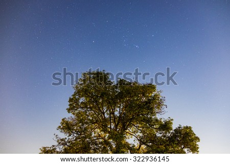 Tree mango top night sky star shining