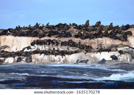 Group of sea lions on the rocks of Duiker Island, South Africa