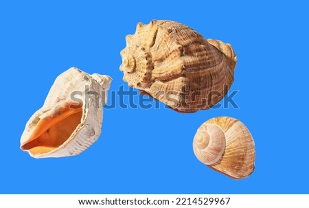 Similar – Image, Stock Photo Snail house pattern.