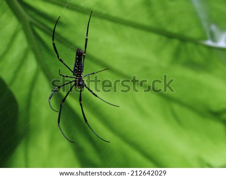 Giant woods spider hanging in front of a big green leaf(Nephila pilipes)