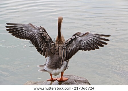 A taupe goose is spreading its wings on the rock which beside the lake