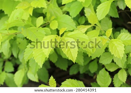 Golden dewdrop's light lime color leaves (Duranta erecta 'Golden Leaves')