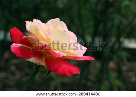 Amazingly bicolor rose(Rosa hybrida) (Variety:Double Delight)