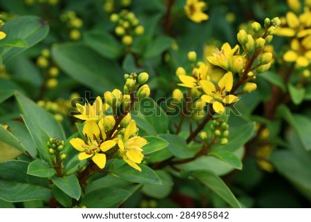 Thryallis are blooming with little golden flower(Galphimia glauca)