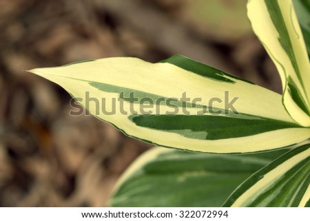 Crepe ginger\'s leaves detail (Costus speciosus \'Variegatus\')